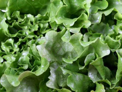 Leaf Lettuce Seeds Gram Black Seeded Simpson Buy Orders We Ship  Easy to Grow