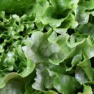 Leaf Lettuce Seeds Gram Black Seeded Simpson Buy Orders We Ship  Easy to Grow