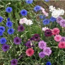 Dwarf Bachelor Button Mix Wildflower Seeds Centaurea Cyanus  Easy to Grow