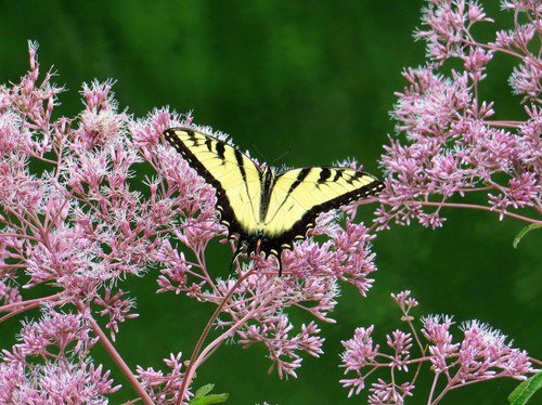Spotted Joe Pye Weed Seeds Eupatorium Maculatum  Easy to Grow