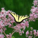 Spotted Joe Pye Weed Seeds Eupatorium Maculatum  Easy to Grow
