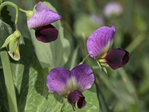 Austrian Winter Pea Seeds Pisum Sativum  Easy to Grow