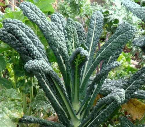 Kale Lacinato Garden And Sprouting Seeds  Easy to Grow