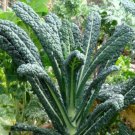 Kale Lacinato Garden And Sprouting Seeds  Easy to Grow