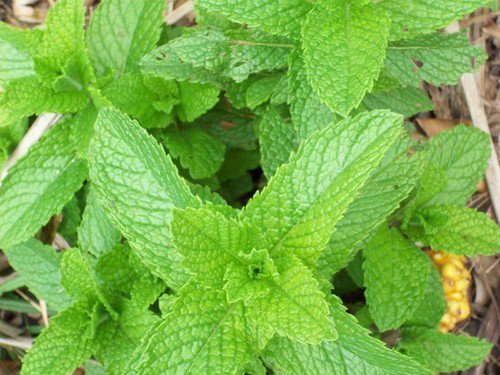 Spearmint Herb Heirloom Seeds Mentha Spicata  Easy to Grow