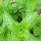 Spearmint Herb Heirloom Seeds Mentha Spicata  Easy to Grow