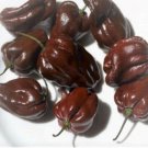 Chocolate Habanero Heirloom Pepper Seeds  Easy to Grow