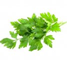 Parsley Italian Giant Heirloom Seeds Petroselinum Crispum Neapolitanum  Easy to Grow