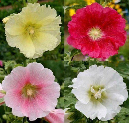 Hollyhock Single Mix Wildflower Seeds Alcea Rosea  Easy to Grow