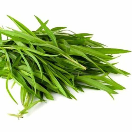 Tarragon Russian Culinary Herb Seeds  Easy to Grow