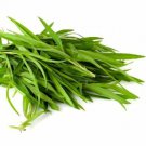 Tarragon Russian Culinary Herb Seeds  Easy to Grow