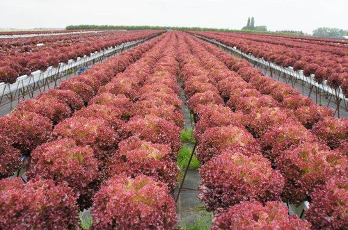 Red Russian Kale Heirloom Garden Seeds  Easy to Grow