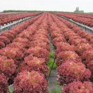 Red Russian Kale Heirloom Garden Seeds  Easy to Grow