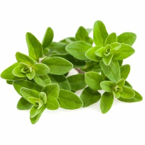 Sweet Marjoram Heirloom Culinary Herb Seeds Origanum Majorana  Easy to Grow