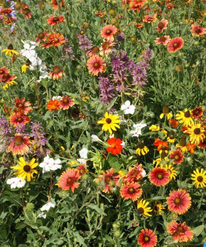 Florida & Gulf Coast Wildflower Mix Seeds Annuals And Perennials  Easy to Grow