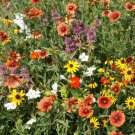Florida & Gulf Coast Wildflower Mix Seeds Annuals And Perennials  Easy to Grow