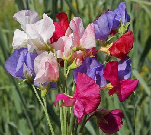 Sweet Pea Mammoth Mix Flower Seeds  Easy to Grow