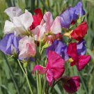 Sweet Pea Mammoth Mix Flower Seeds  Easy to Grow