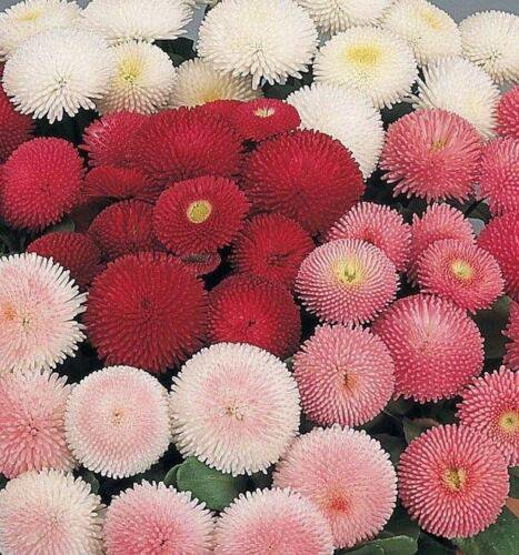 English Daisy Double Flower Mix Seeds Bellis Perennis  Easy to Grow