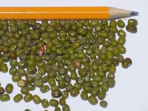 Mung Bean Sprouting Microgreens Seeds  Easy to Grow