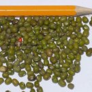 Mung Bean Sprouting Microgreens Seeds  Easy to Grow