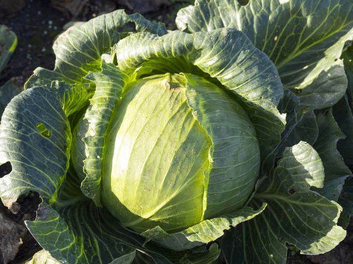 Heirloom Late Flat Dutch Cabbage Seeds Brassica Oleracea Var Capitata  Easy to Grow