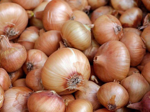 Walla Walla Onion Open Pollinated Heirloom Seeds  Easy to Grow