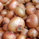 Walla Walla Onion Open Pollinated Heirloom Seeds  Easy to Grow
