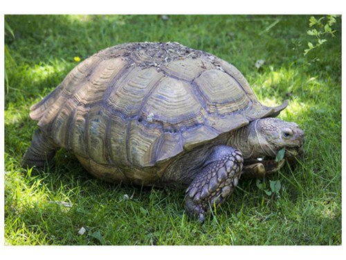 African Grasses Tortoise Mix Seeds Grow Desert Sulcata Leopard Torts  Easy to Grow