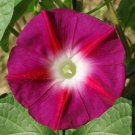 Scarlett O'Hara Morning Glory Seeds Bin Easy to Grow