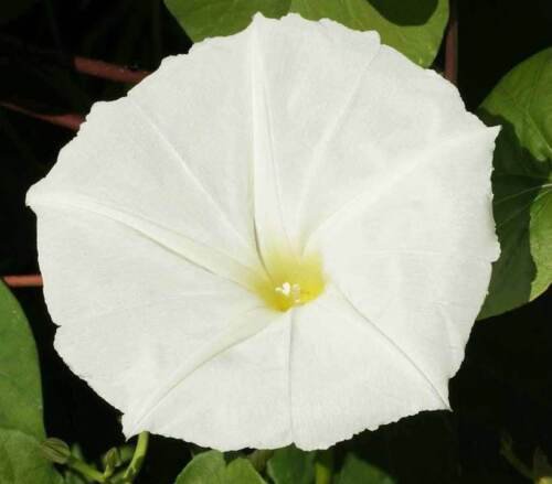 Morning Glory White Moonflower Vine Night Blooming Bin Easy to Grow