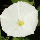 Morning Glory White Moonflower Vine Night Blooming Bin Easy to Grow