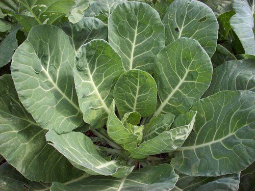Vates Collard Seeds Microgreens Or Garden Heirloom  Easy to Grow