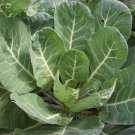 Vates Collard Seeds Microgreens Or Garden Heirloom  Easy to Grow