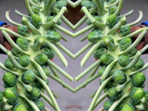 Catskill Brussel Sprouts Heirloom Vegetable Seeds  Easy to Grow