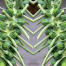 Catskill Brussel Sprouts Heirloom Vegetable Seeds  Easy to Grow