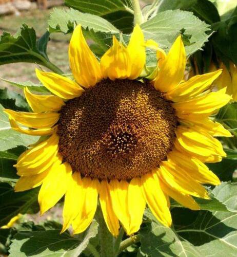 Sunflower Dwarf Sunspot Seeds Binc Easy to Grow