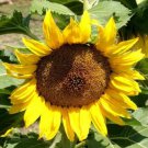 Sunflower Dwarf Sunspot Seeds Binc Easy to Grow