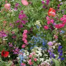 Annual Flower Seeds Select From List Or Purchase Entire Collection Easy to Grow
