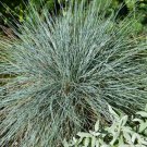 Blue Fescue Ornamental Grass Seeds Festuca Glauca  Easy to Grow