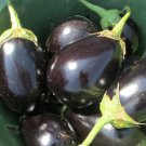 Heirloom Black Beauty Eggplant Seeds Solanum Melongena  Easy to Grow