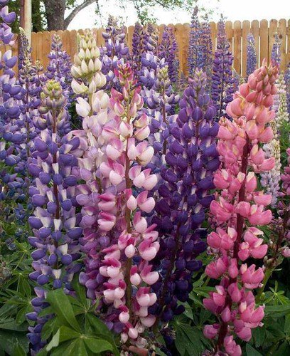 Russell Lupine Mix Wildflower Seeds Lupinus Polyphyllus  Easy to Grow