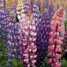 Russell Lupine Mix Wildflower Seeds Lupinus Polyphyllus  Easy to Grow