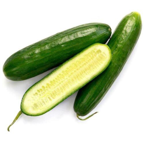 Garden Sweet Burpless Cucumber Heirloom Seeds  Easy to Grow