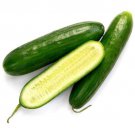 Garden Sweet Burpless Cucumber Heirloom Seeds  Easy to Grow