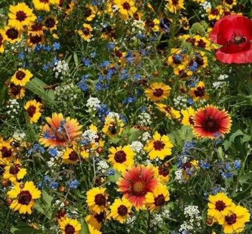Late Blooming Wildflower Mix Seeds Perennials And Annuals  Easy to Grow