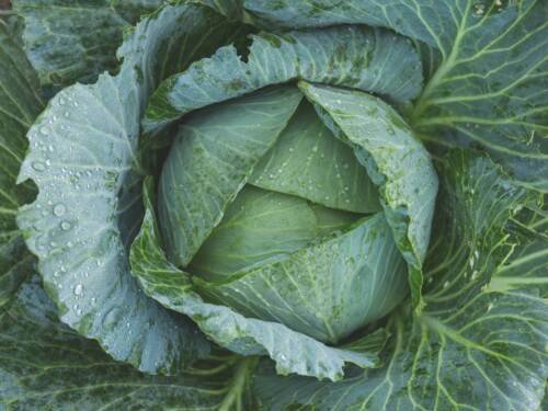 Danish Ballhead Cabbage Microgreens Easy to Grow