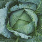 Danish Ballhead Cabbage Microgreens Easy to Grow