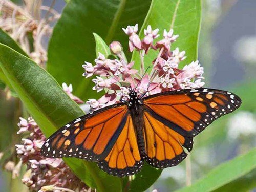Common Milkweed Seeds  Easy to Grow