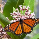 Common Milkweed Seeds  Easy to Grow
